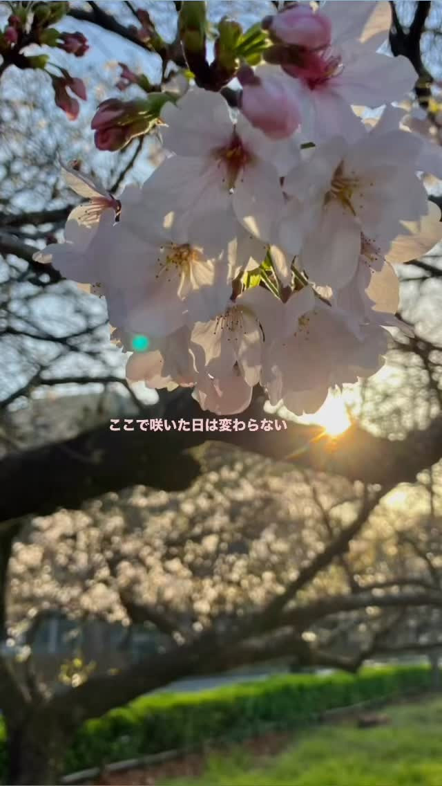 「しあわせ」④ 「夫婦のしあわせ」