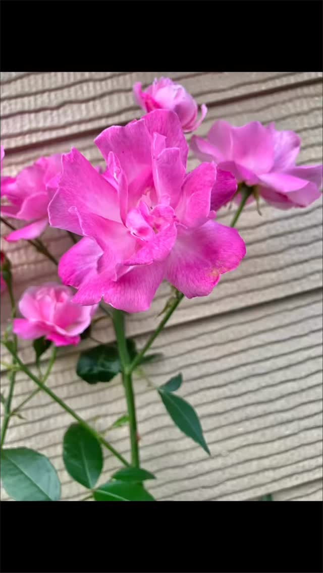 ④最も重要な夫婦の役割